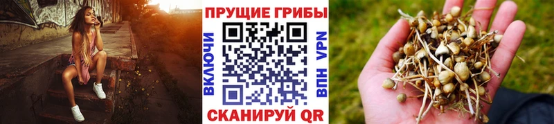 Псилоцибиновые грибы прущие грибы  где можно купить   Дальнегорск 